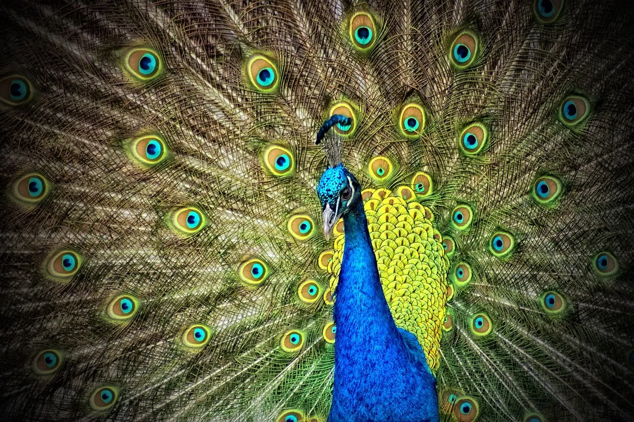 dieren en kleuren