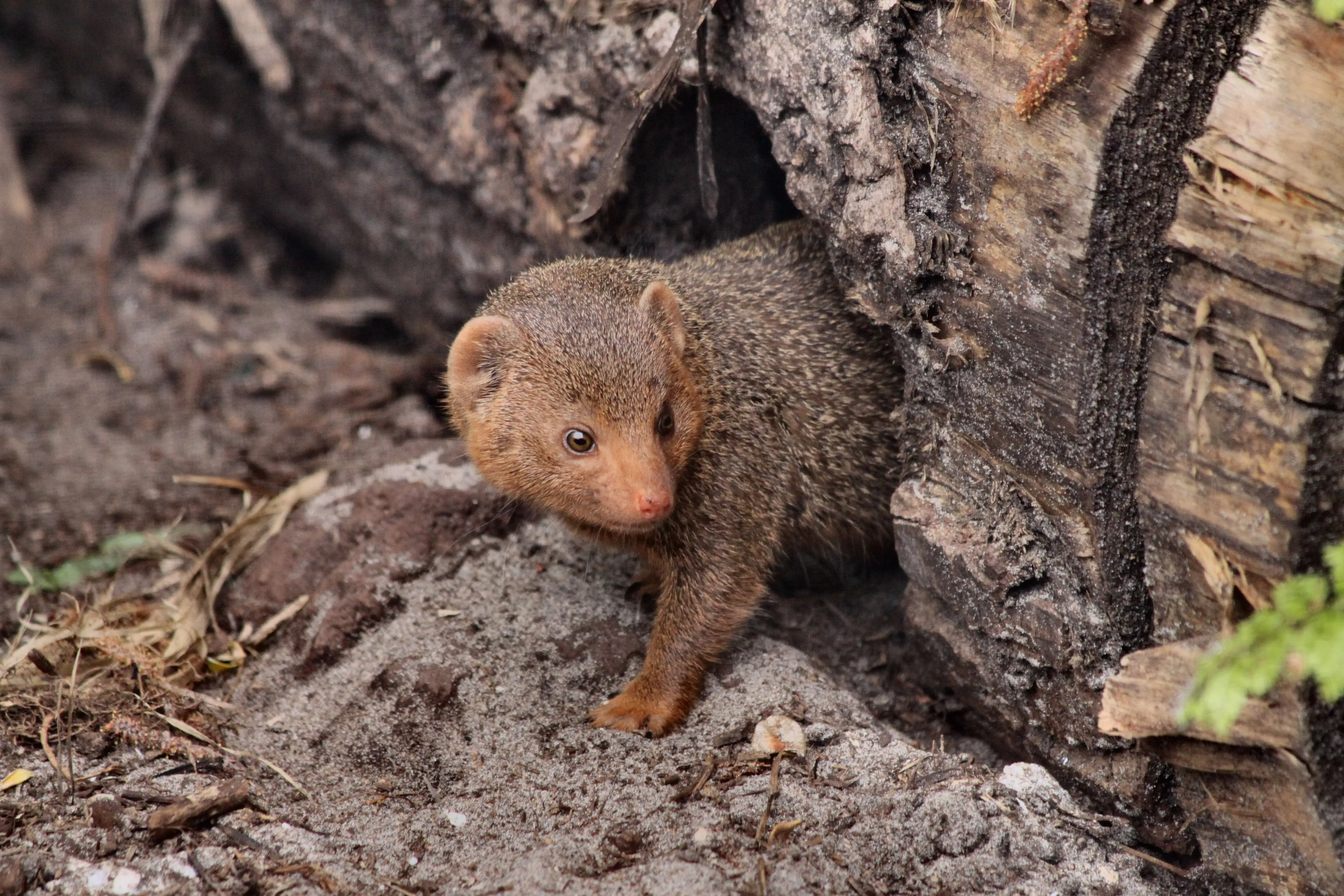 dierentuin animal farm 015 1