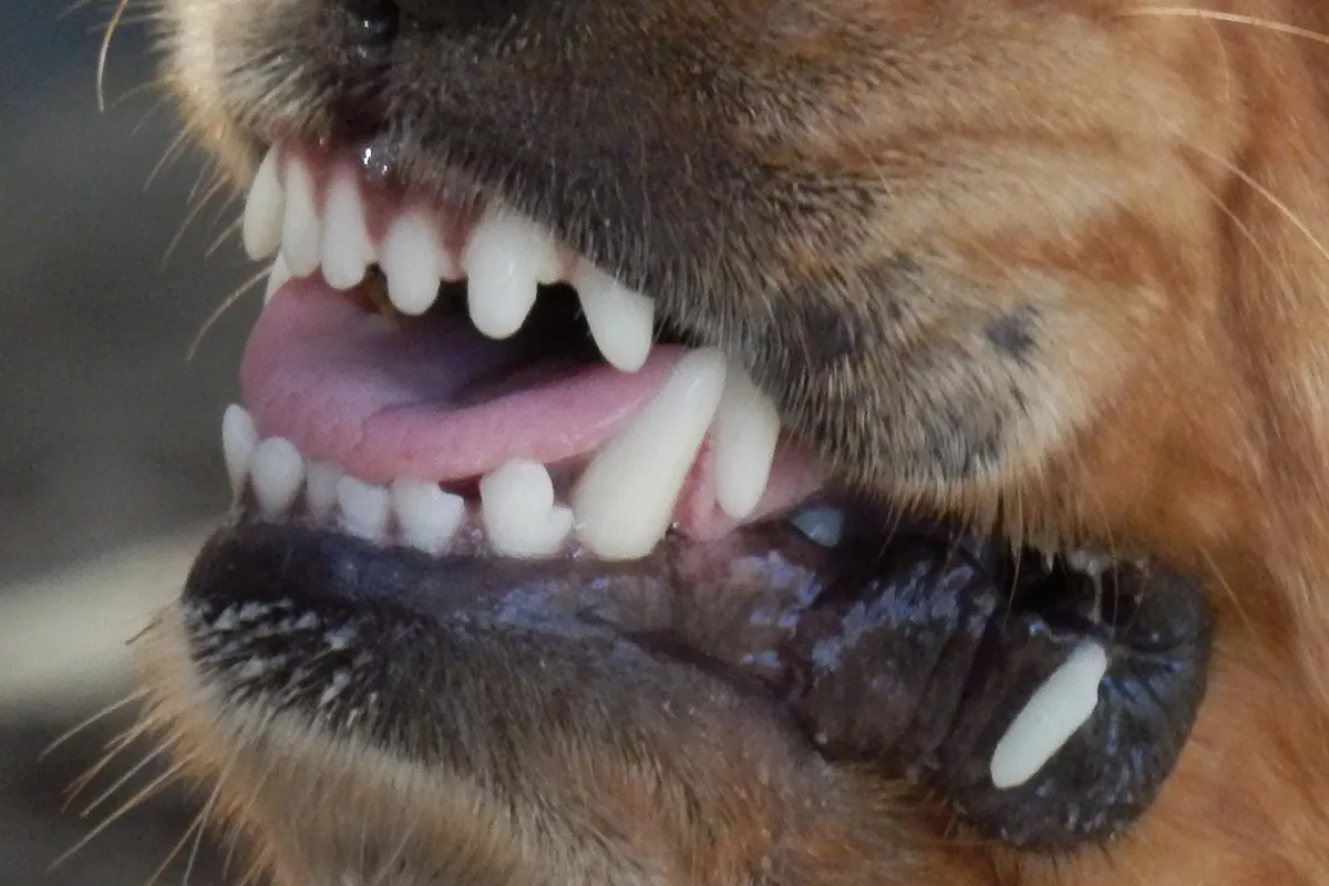 dog 329280 ixabay