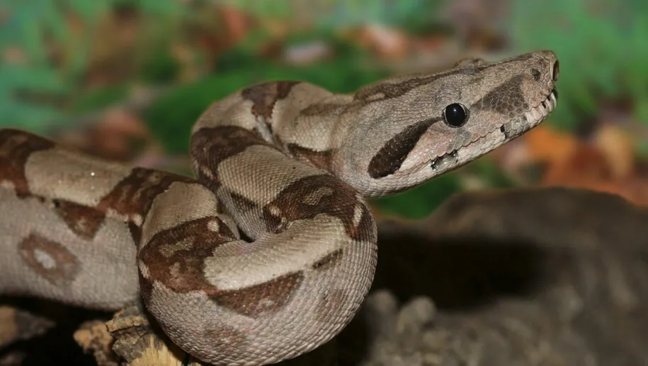 emperor snake 501569 1920 915x518 1