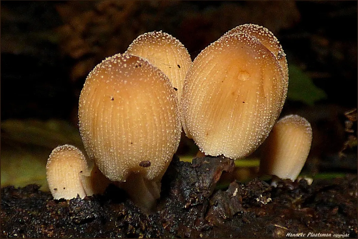 foto 2 hanneke plaatsman kopieren