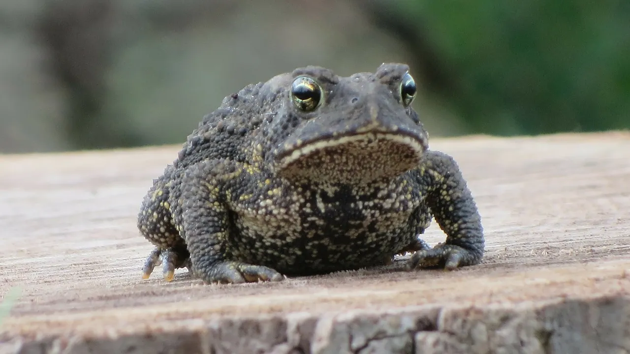 frog 184330 1280 pixabay