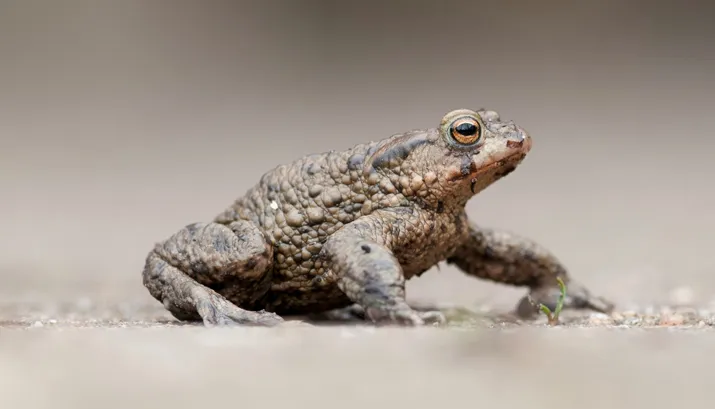 gewone pad wil doorn meyne banner