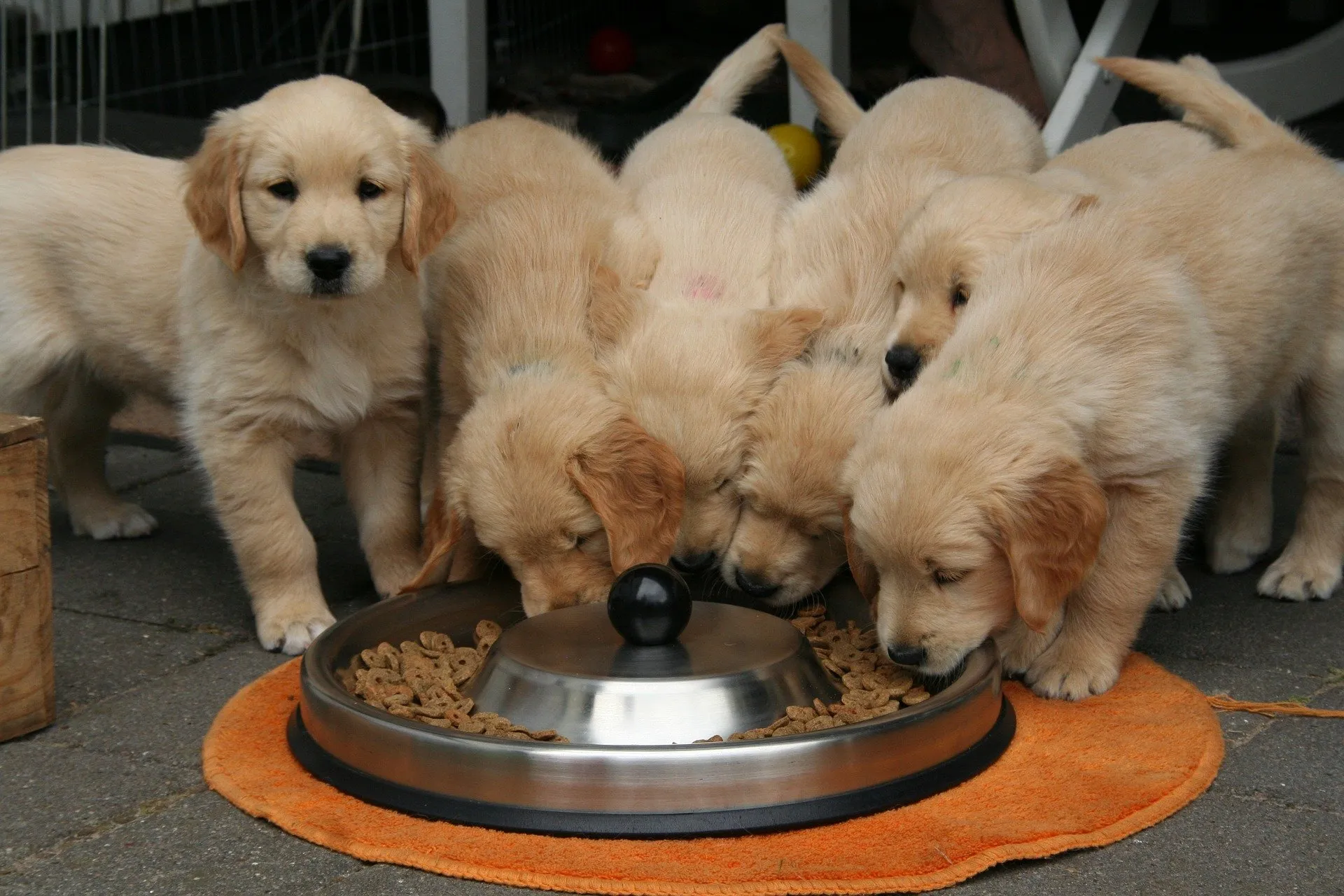 golden retriever puppy 2706672 1920