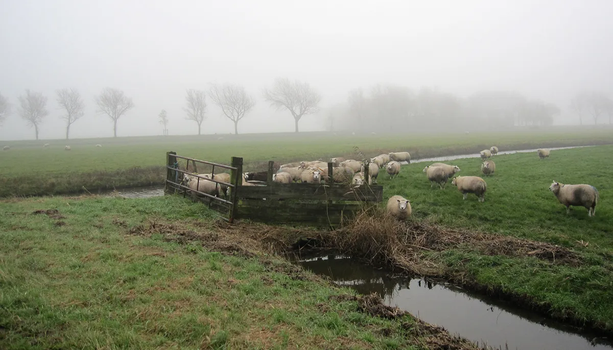 grens in de mist heemskerk beverwijk zaanstad