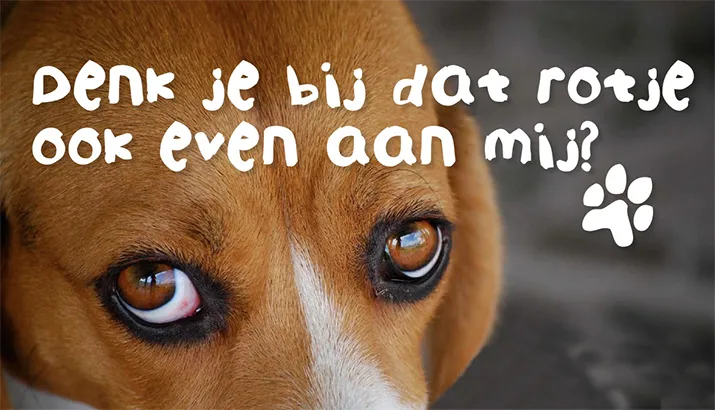 hond vuurwerk banner