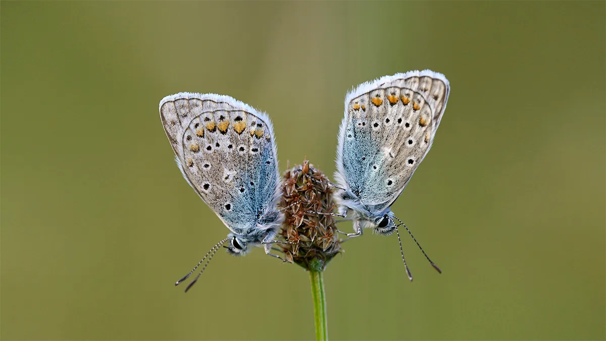 icarusblauwtjes ronald van wijk banner