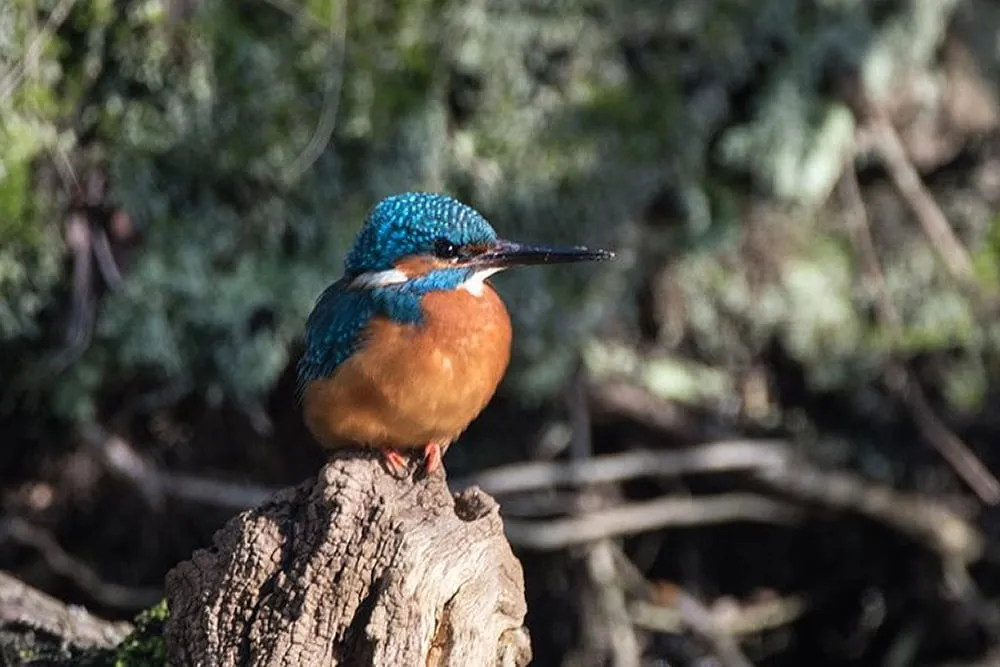 ijsvogel ton van steijn