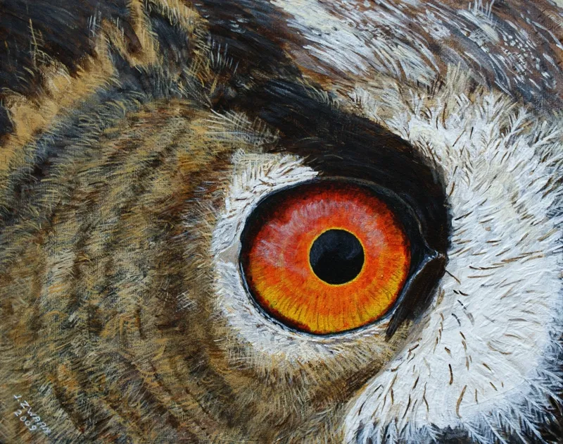 jaap zwaan het oog wil ook wat