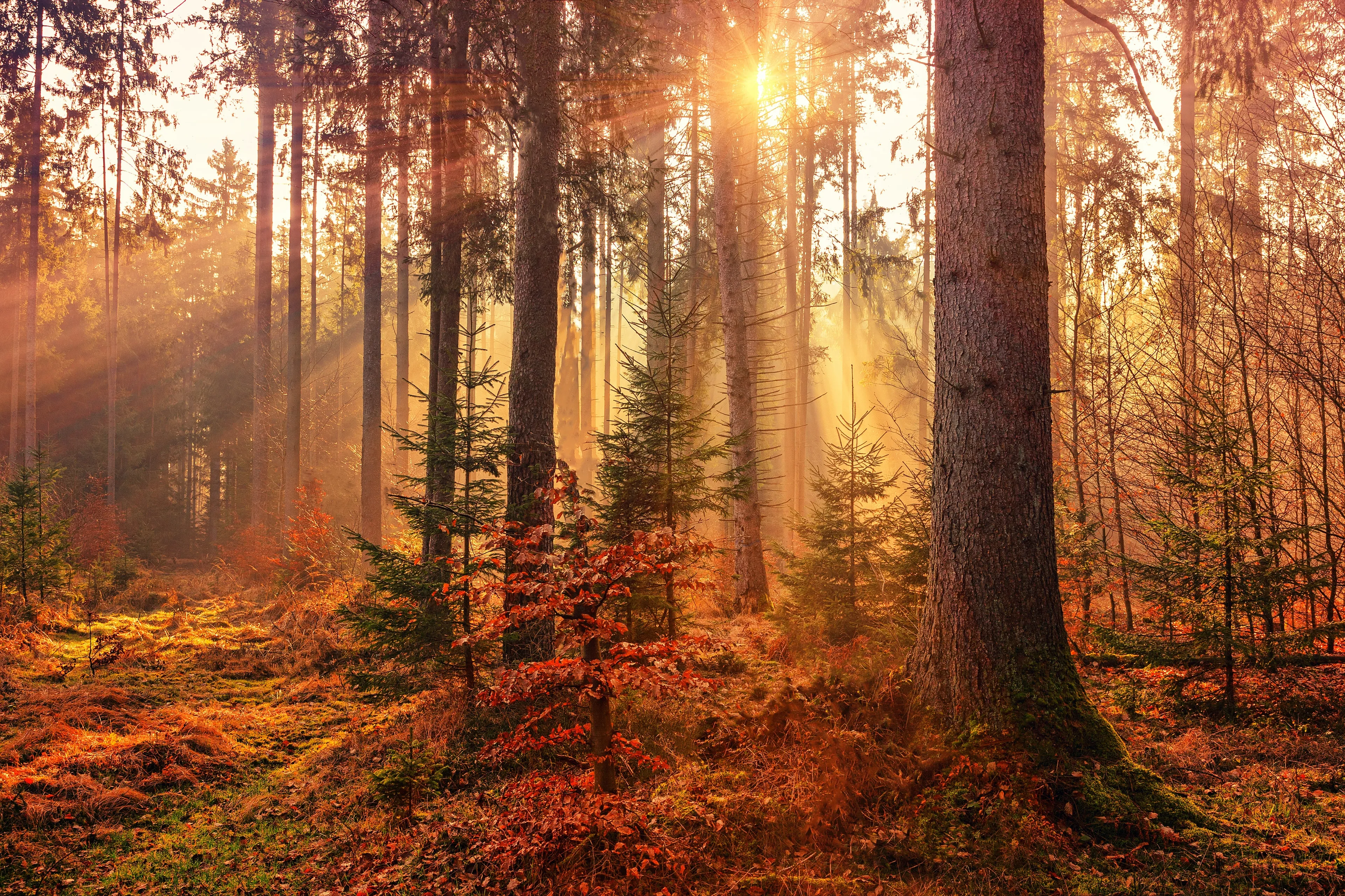 johannes plenio rwhv7lgec7s unsplash