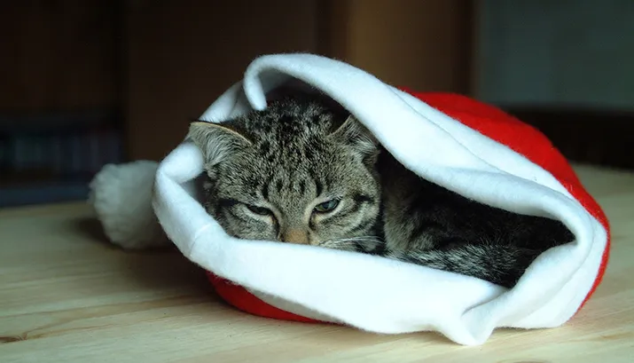 kerstkat