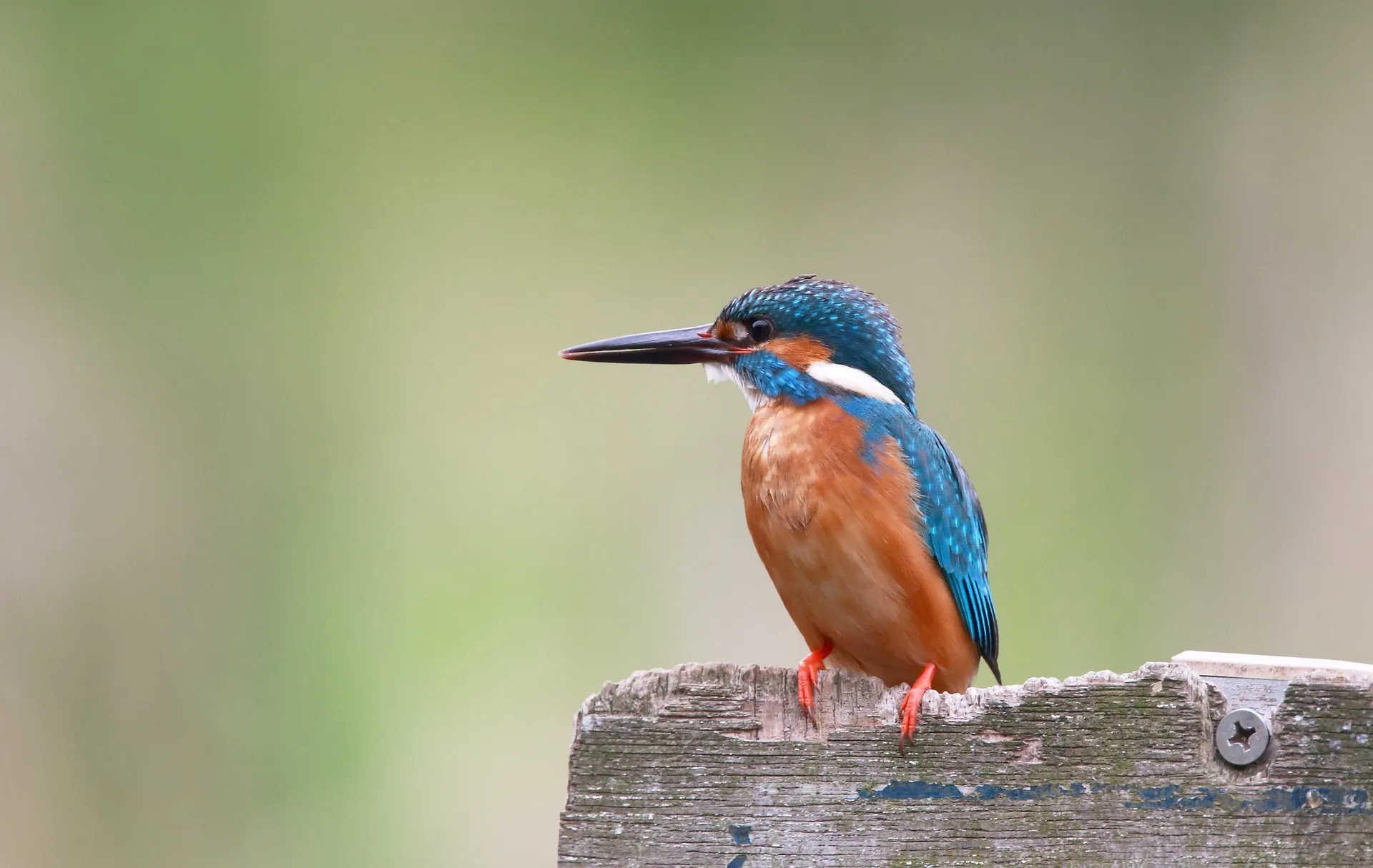 kingfisher bird 863495 1920