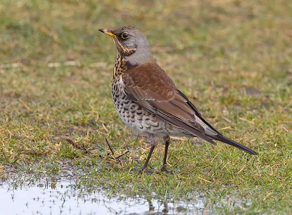 kramsvogel 1 2