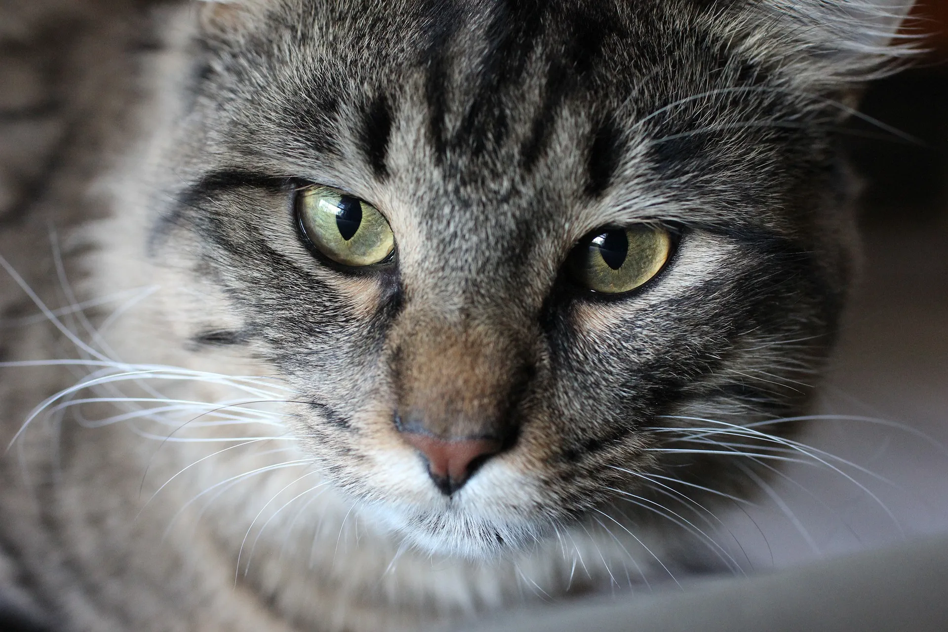 maine coon 5556395 1920