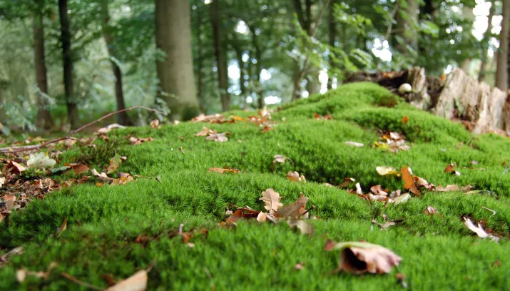 mos rechtenvrij 715x408