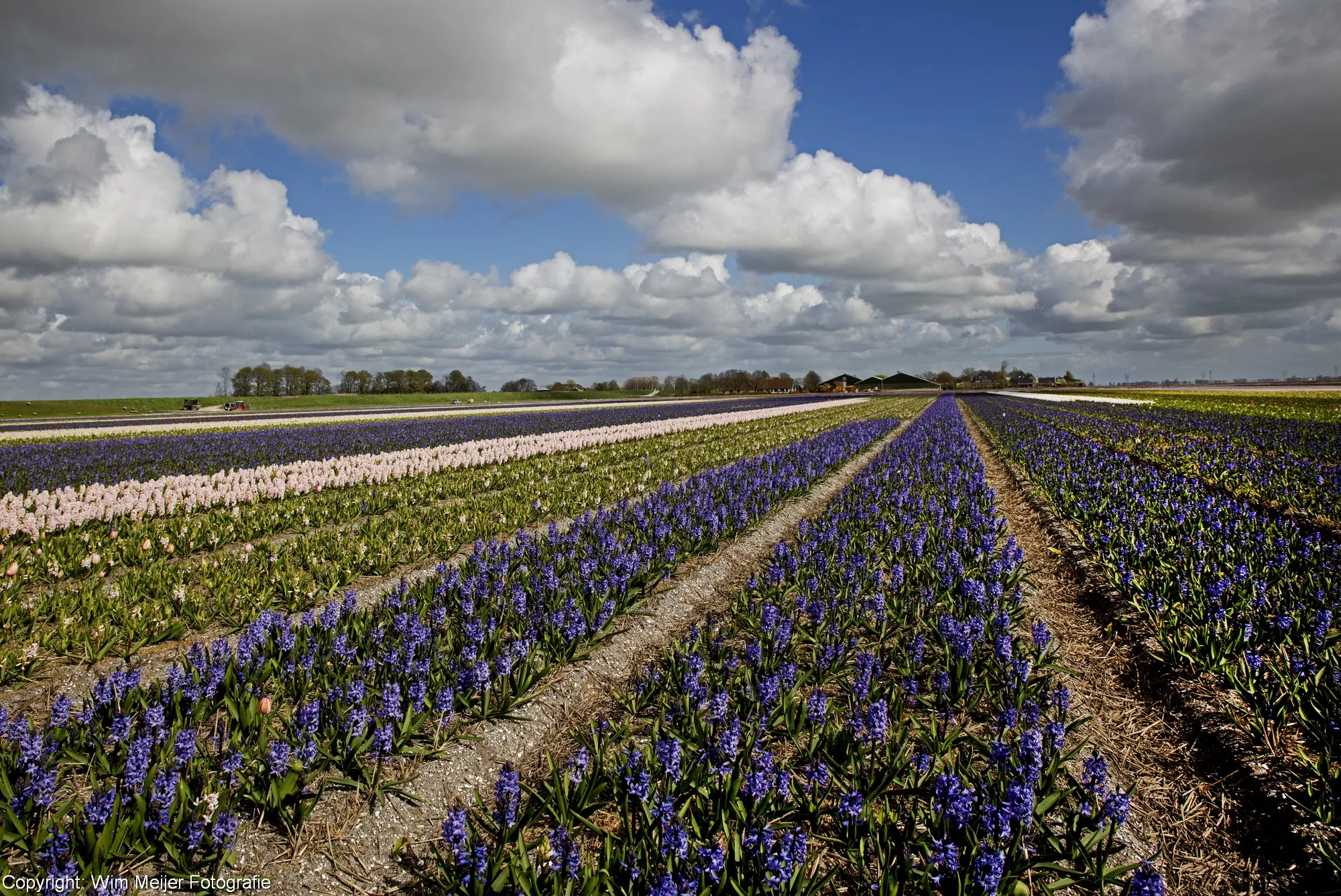 naamloos panorama3 bollenveld 11 5