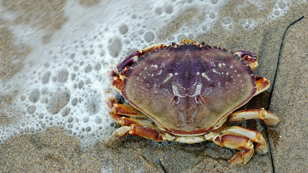 nme krab