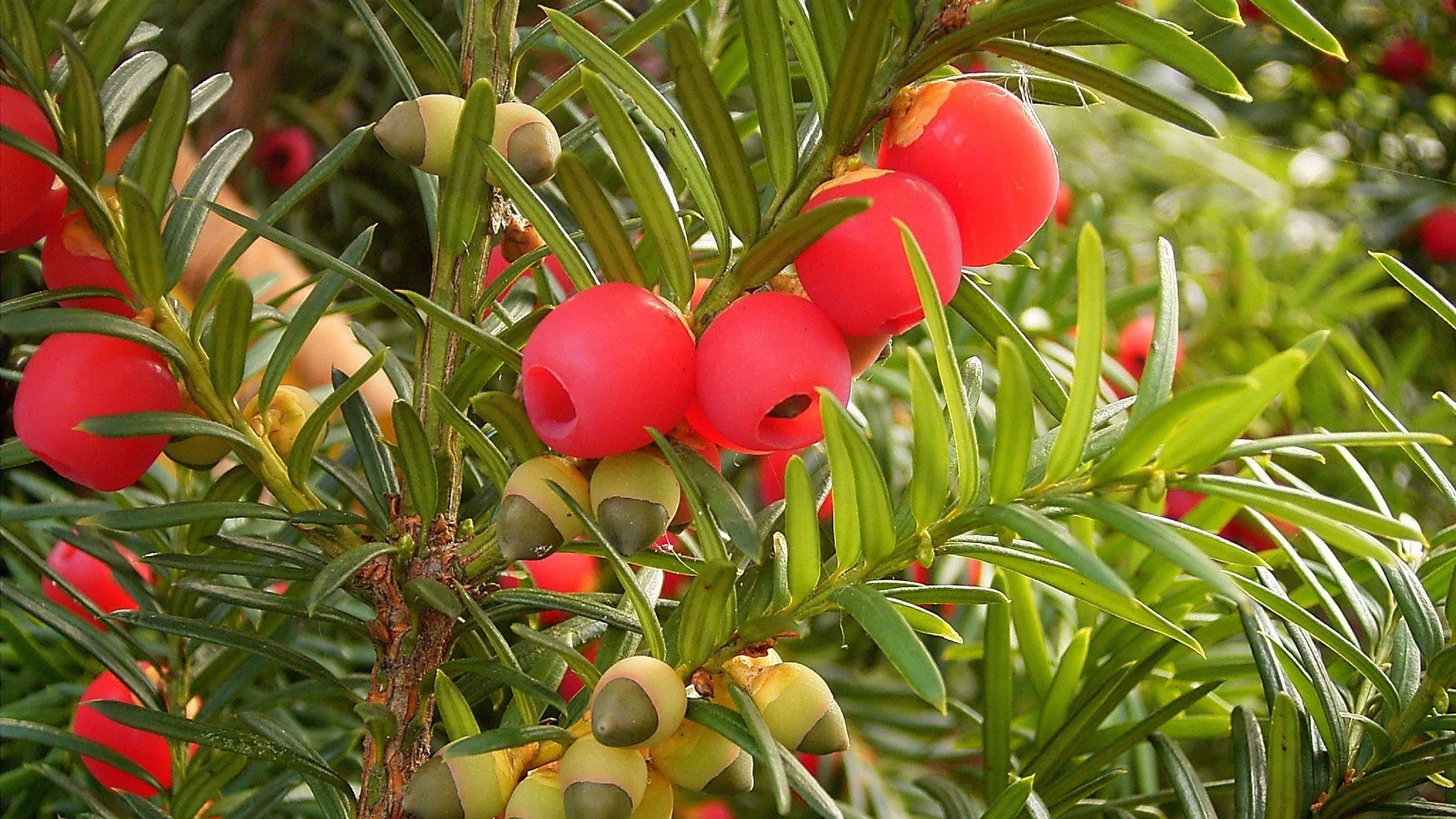 ofo96iwiq8vldcs84yabihd4u taxusbaccata02ies