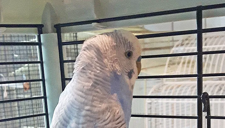 parkiet