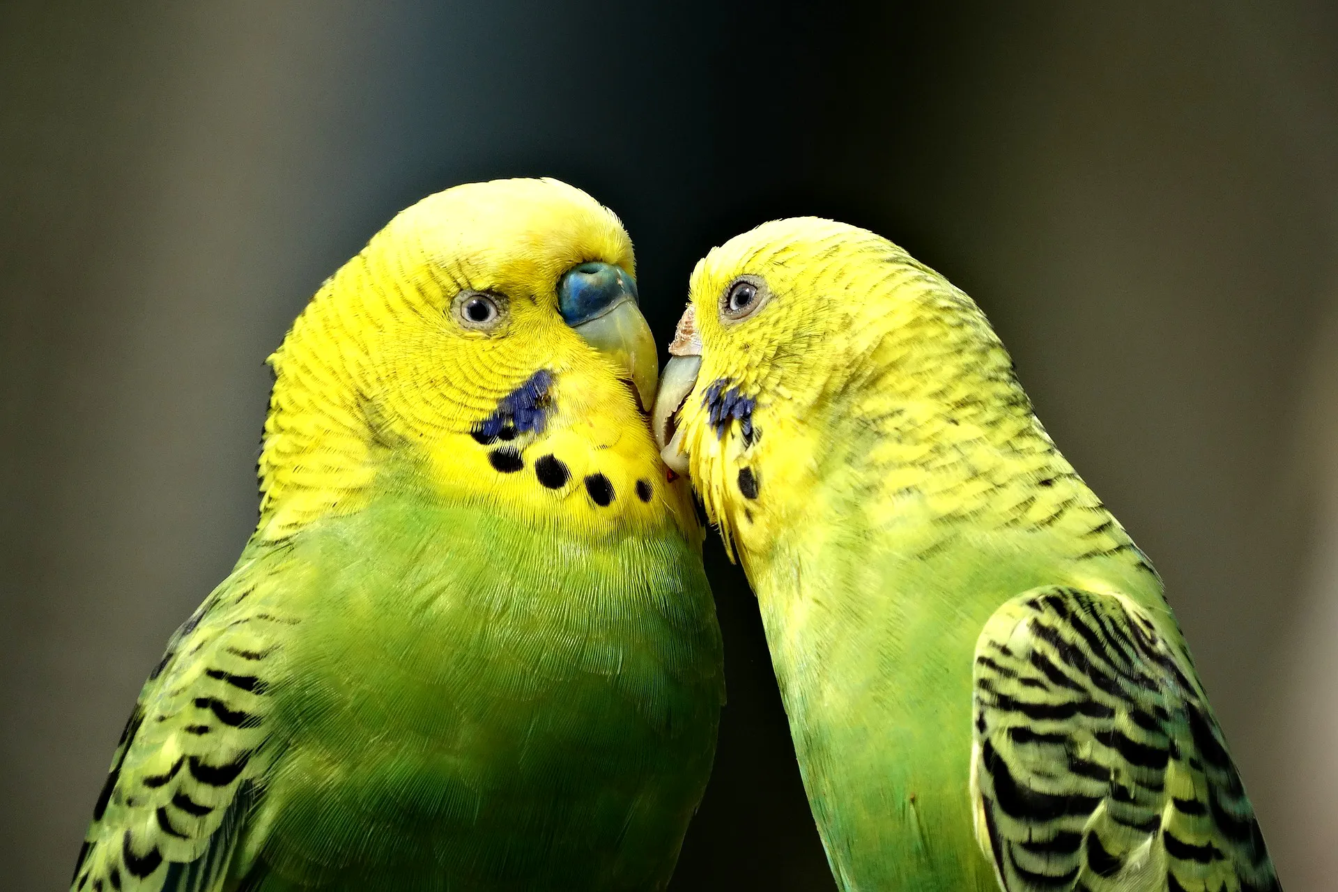 parrots 1729965 1920