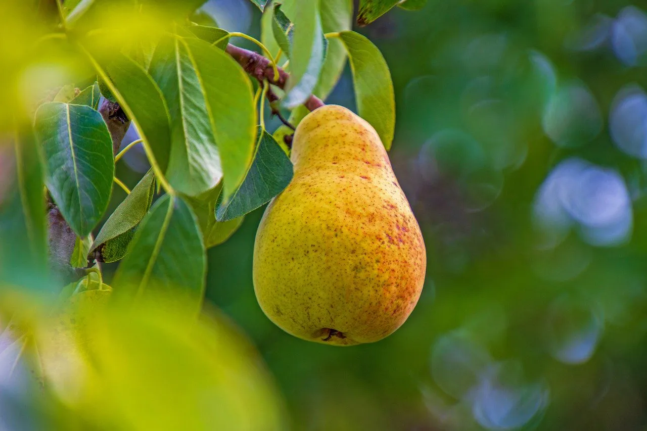 pear 4467817 1280