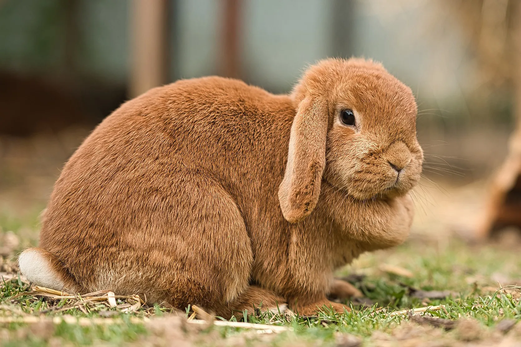 rabbit 5136938 1920