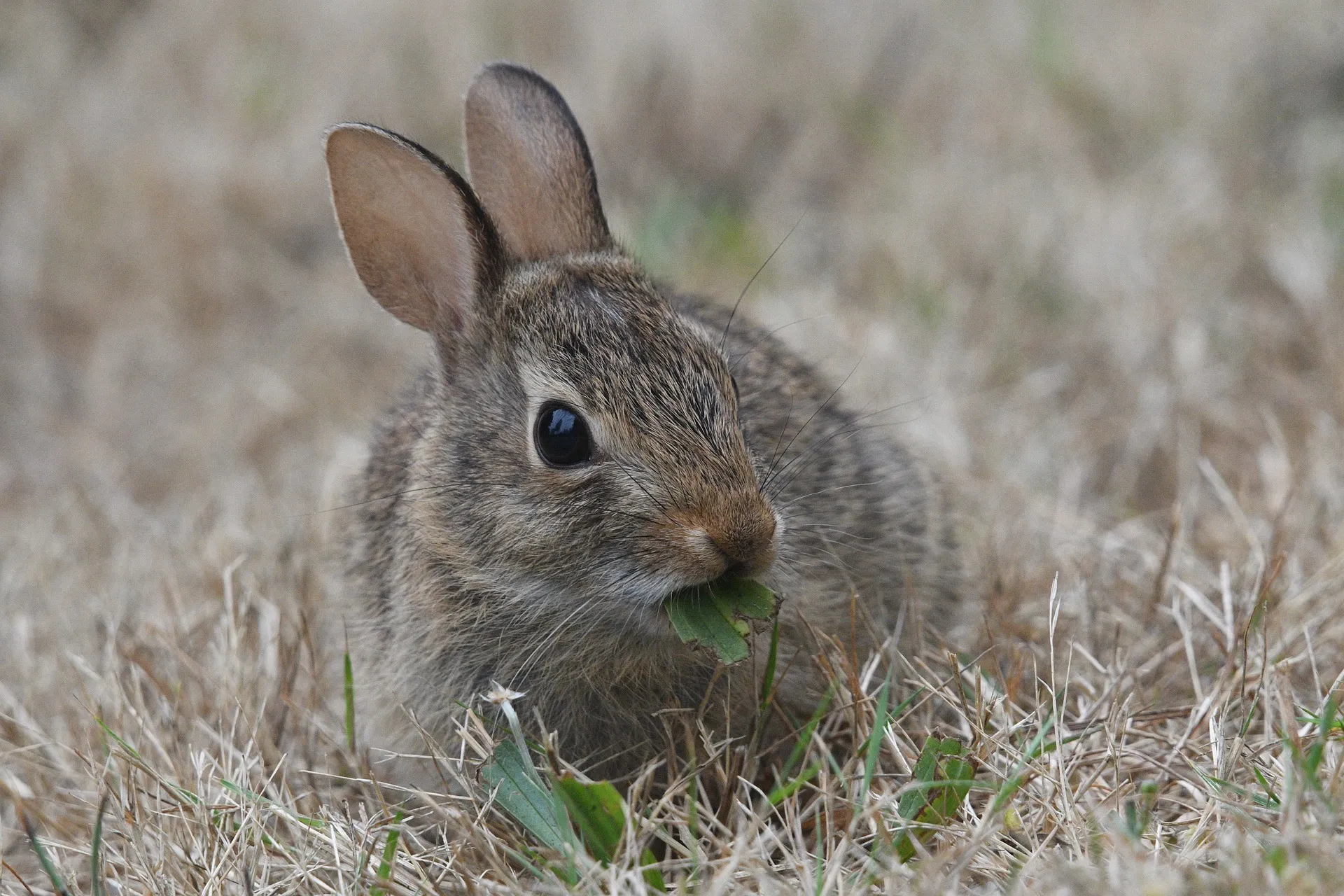 rabbit 6550549 1920