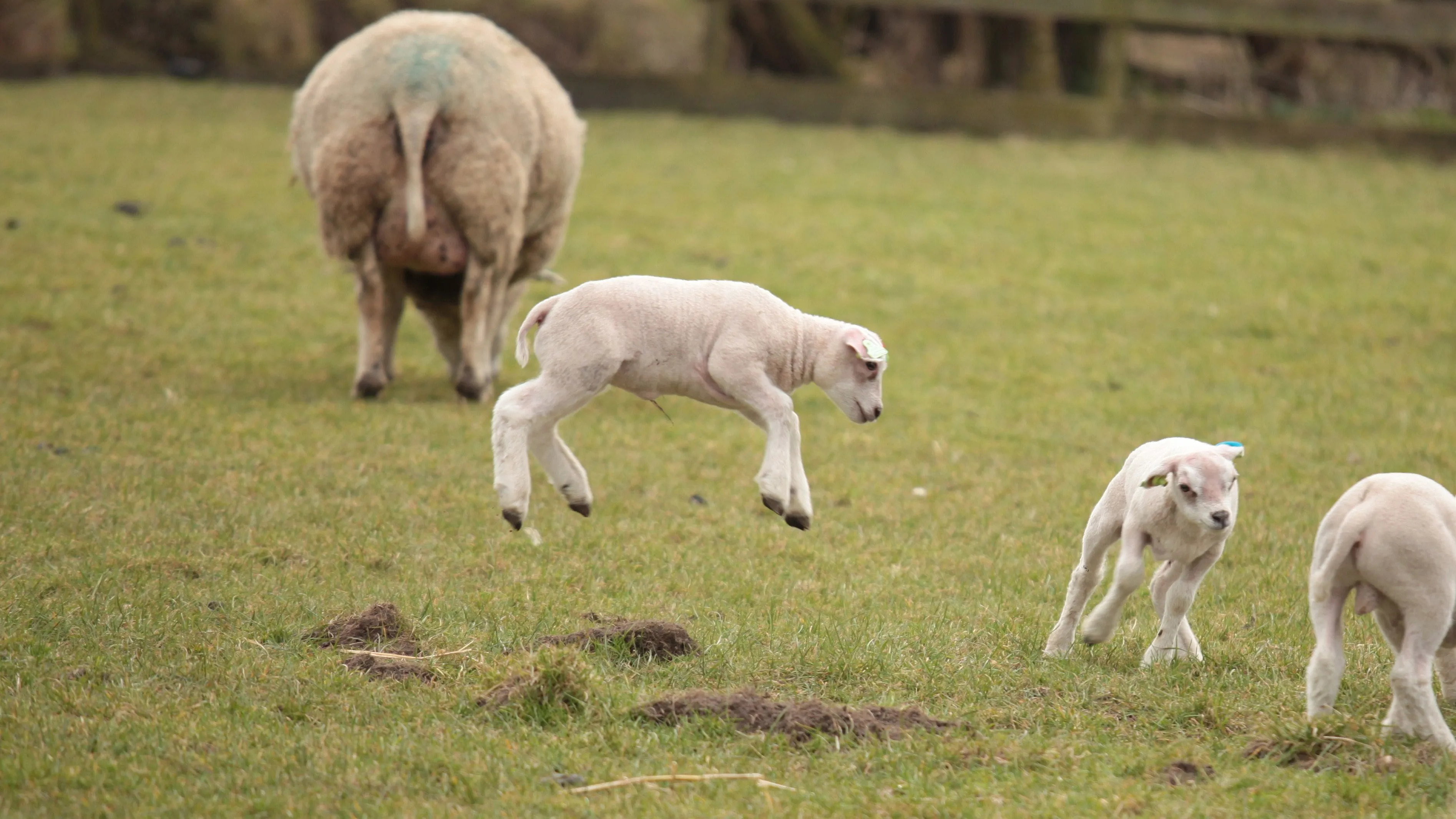 roz10ok72e1w2b1rsg17bypvb lammetje