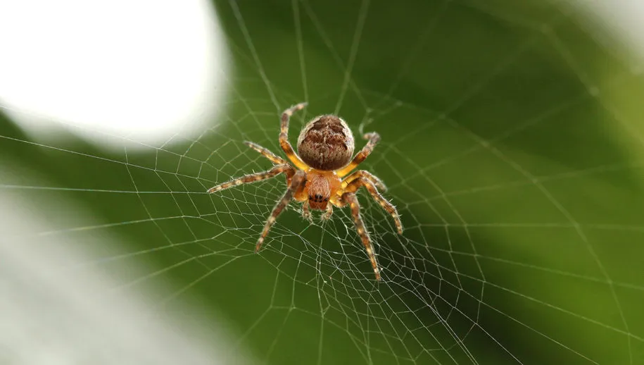 spider 918485 1920 pixa 915x518 1