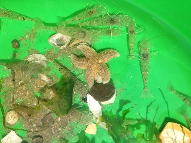 strandexcursie garnalen en zeester