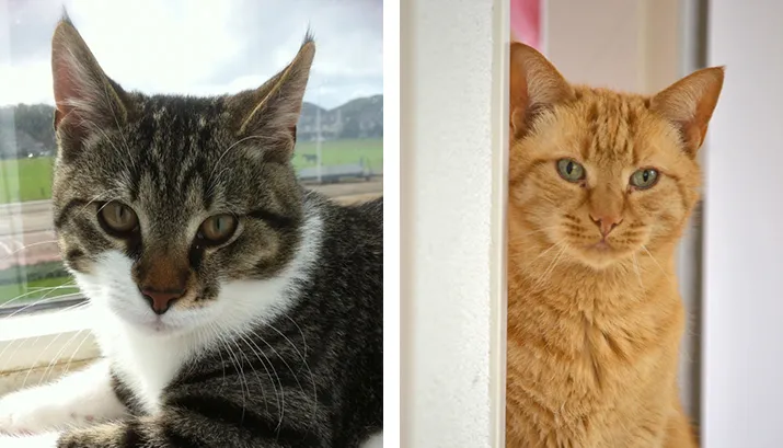 vermist 16 04 banner