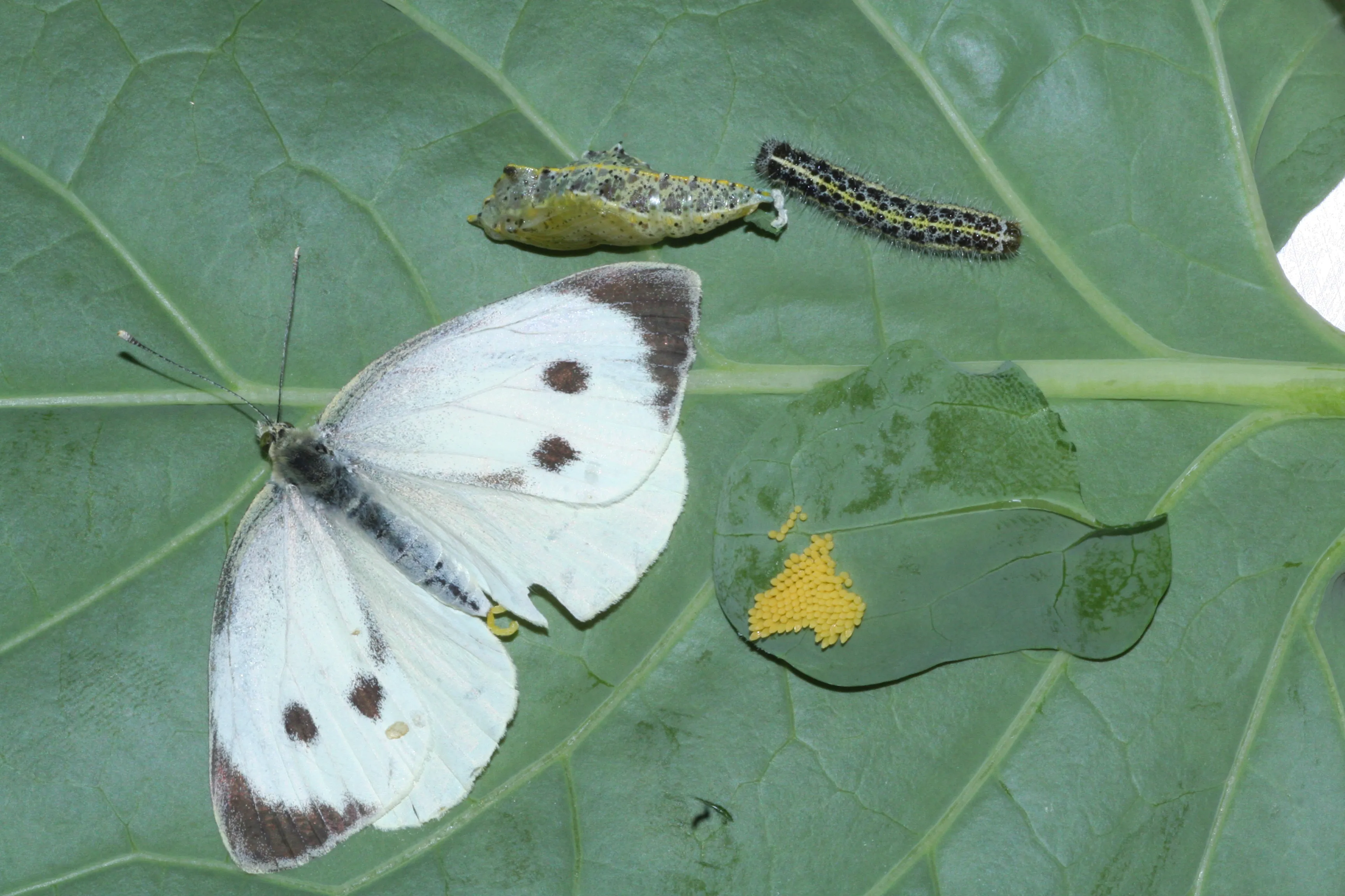 vlinder