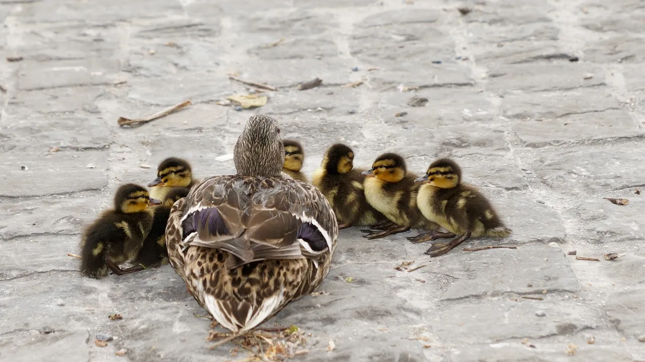 waterfowl 771680 1280