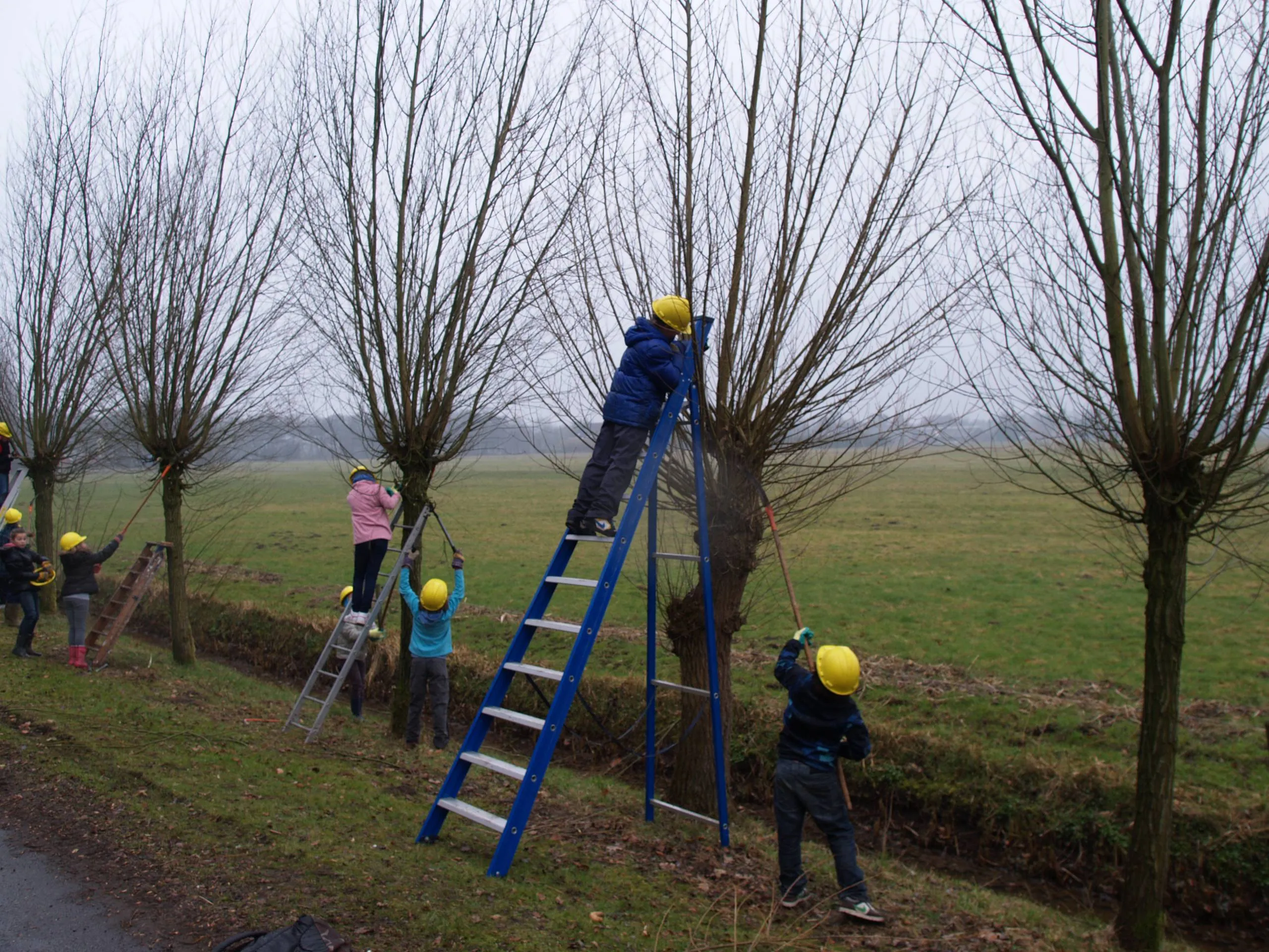 wilgen knotten