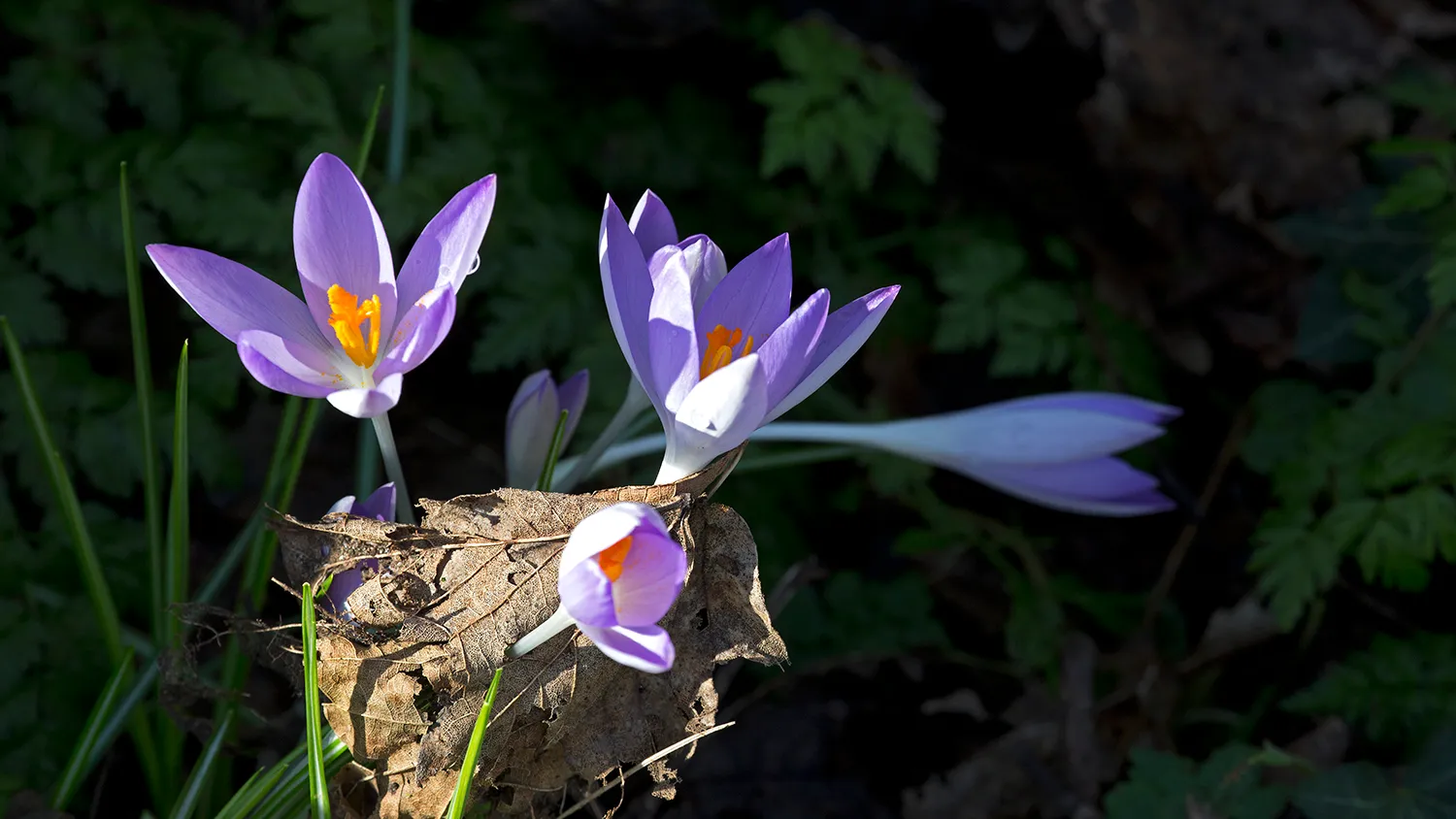 wim meijer fotografie 5i5a6206 small