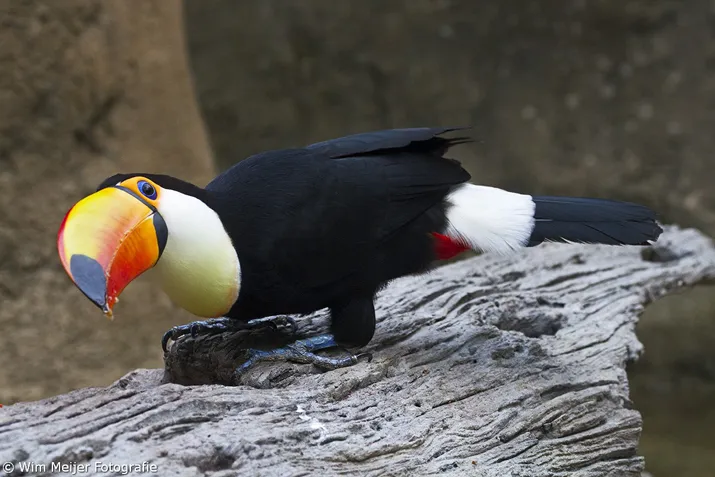 wim meijer fotografie avifauna