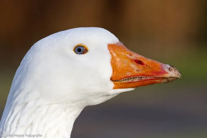 wim meijer fotografie gans1