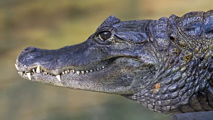 wim meijer fotografie img 0576 kroko