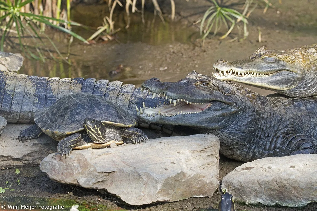 wim meijer fotografie kroko2