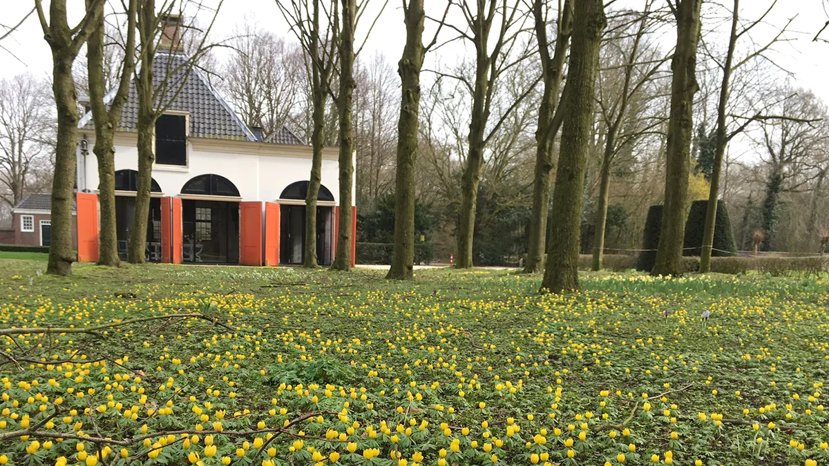 winterakoniet foto eveline blok