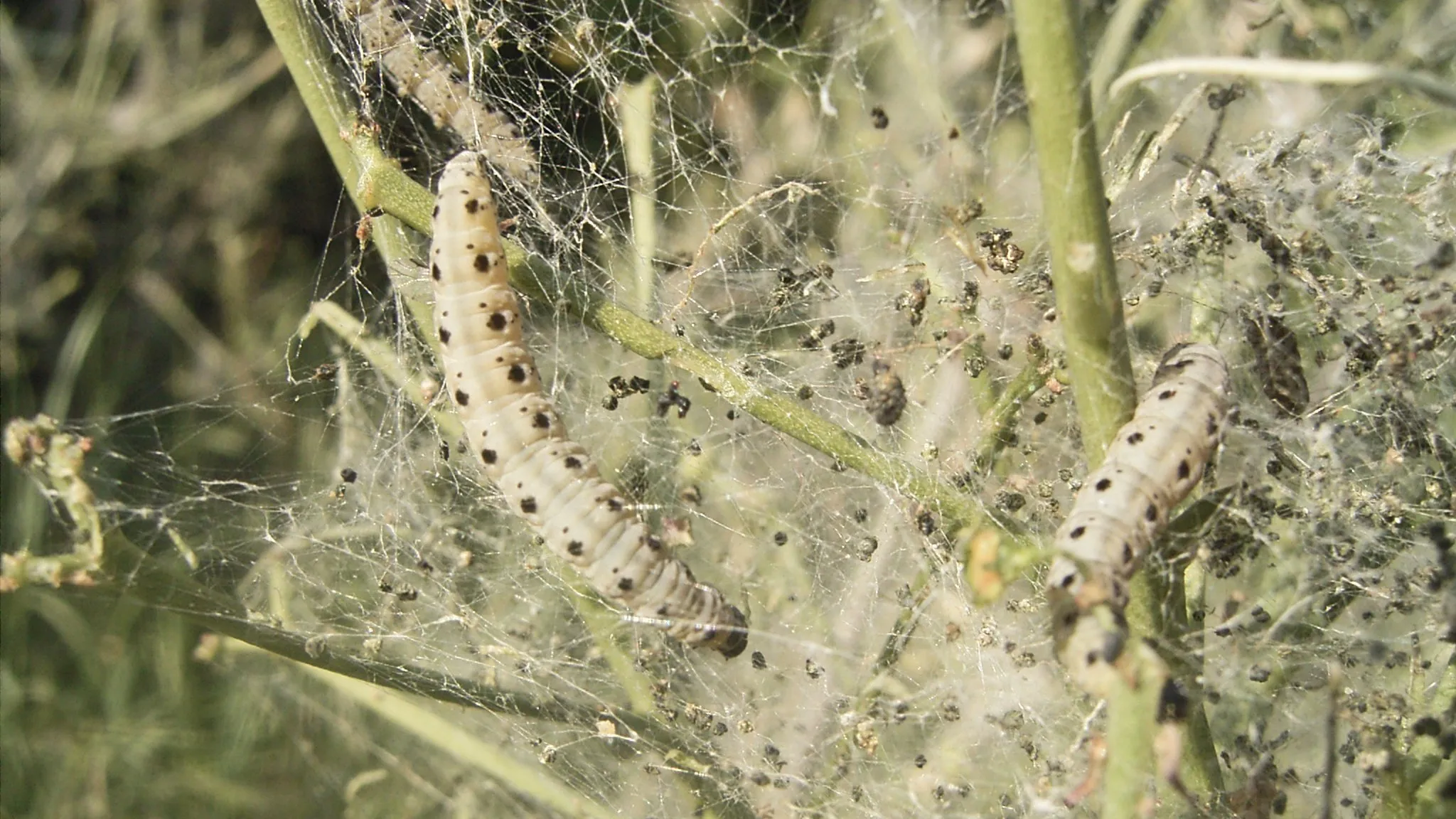 yponomeuta cagnagellus def
