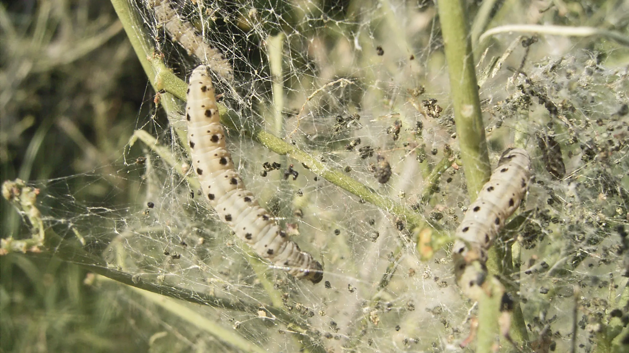 yponomeuta cagnagellus def