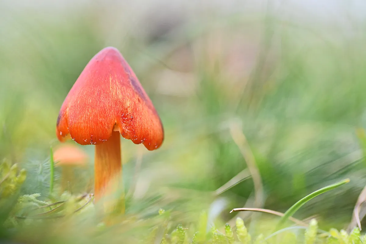 zwartwordende wasplaat