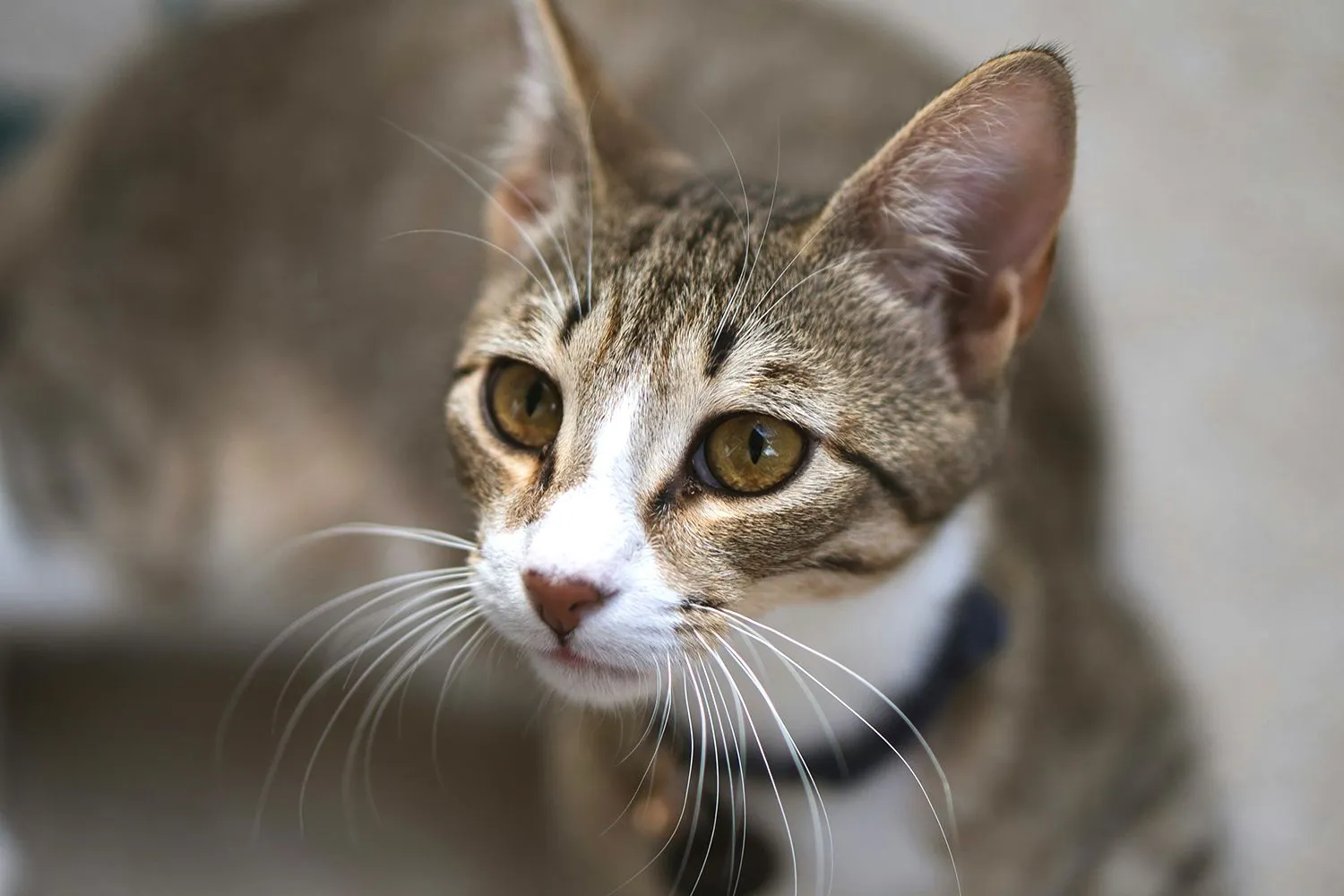 julian armstrong 1r3xipzfch0 unsplash kopieren