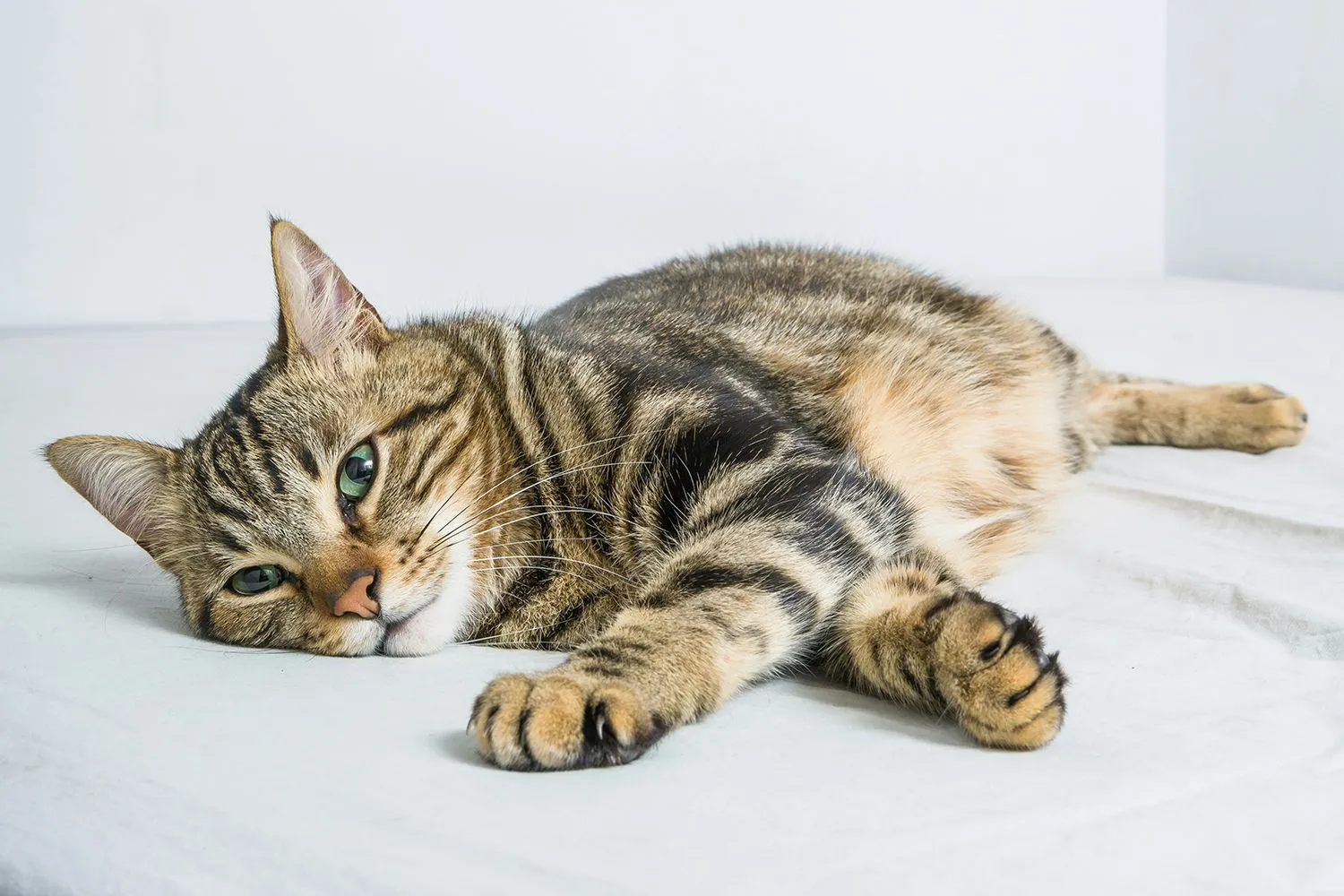 krakenimages mgreujotayk unsplash kopieren