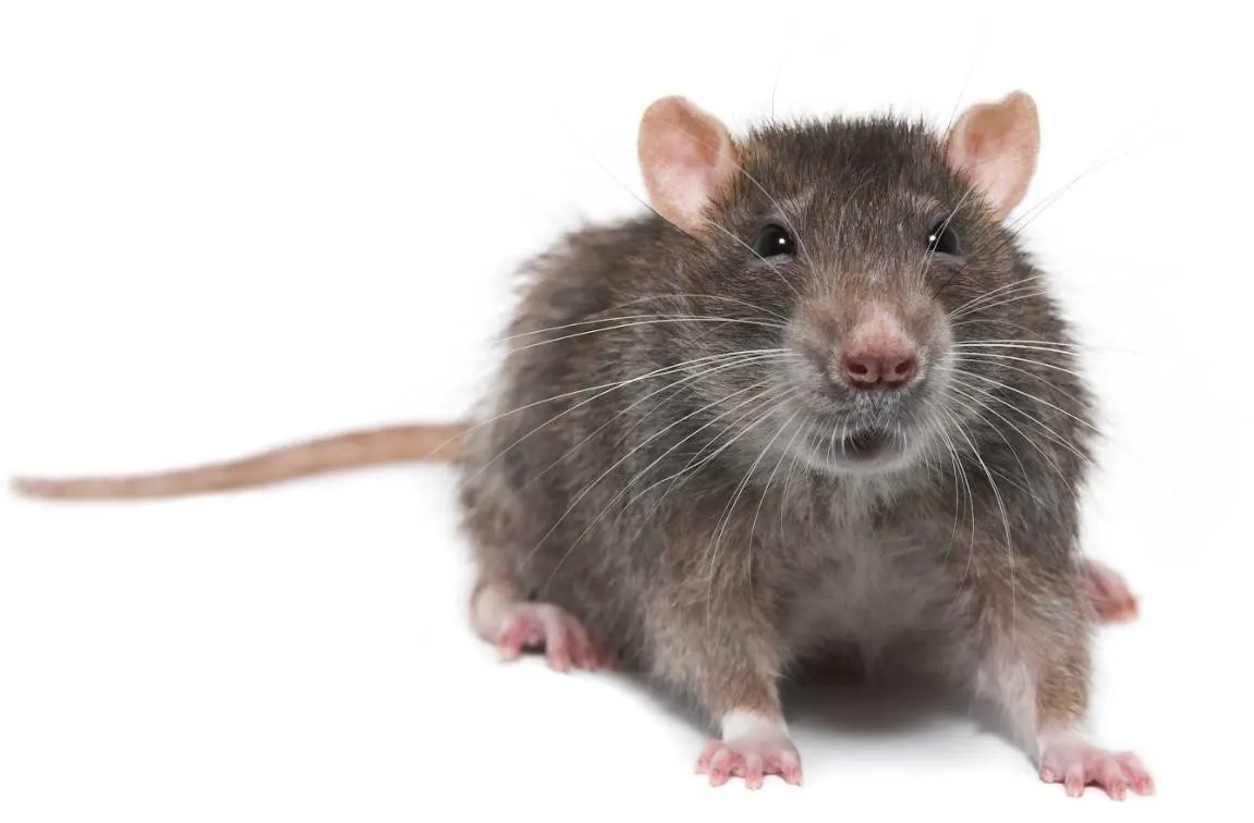 01KD2V0NB6EB2M9R8Q6JNGJE2J