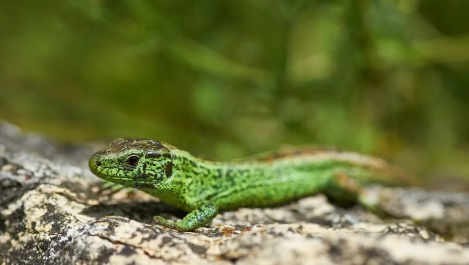 lizard 6281757 1920 915x518 1