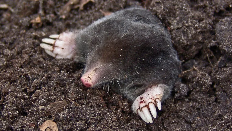 mole 13298 pixabay molsmall 915x518 1