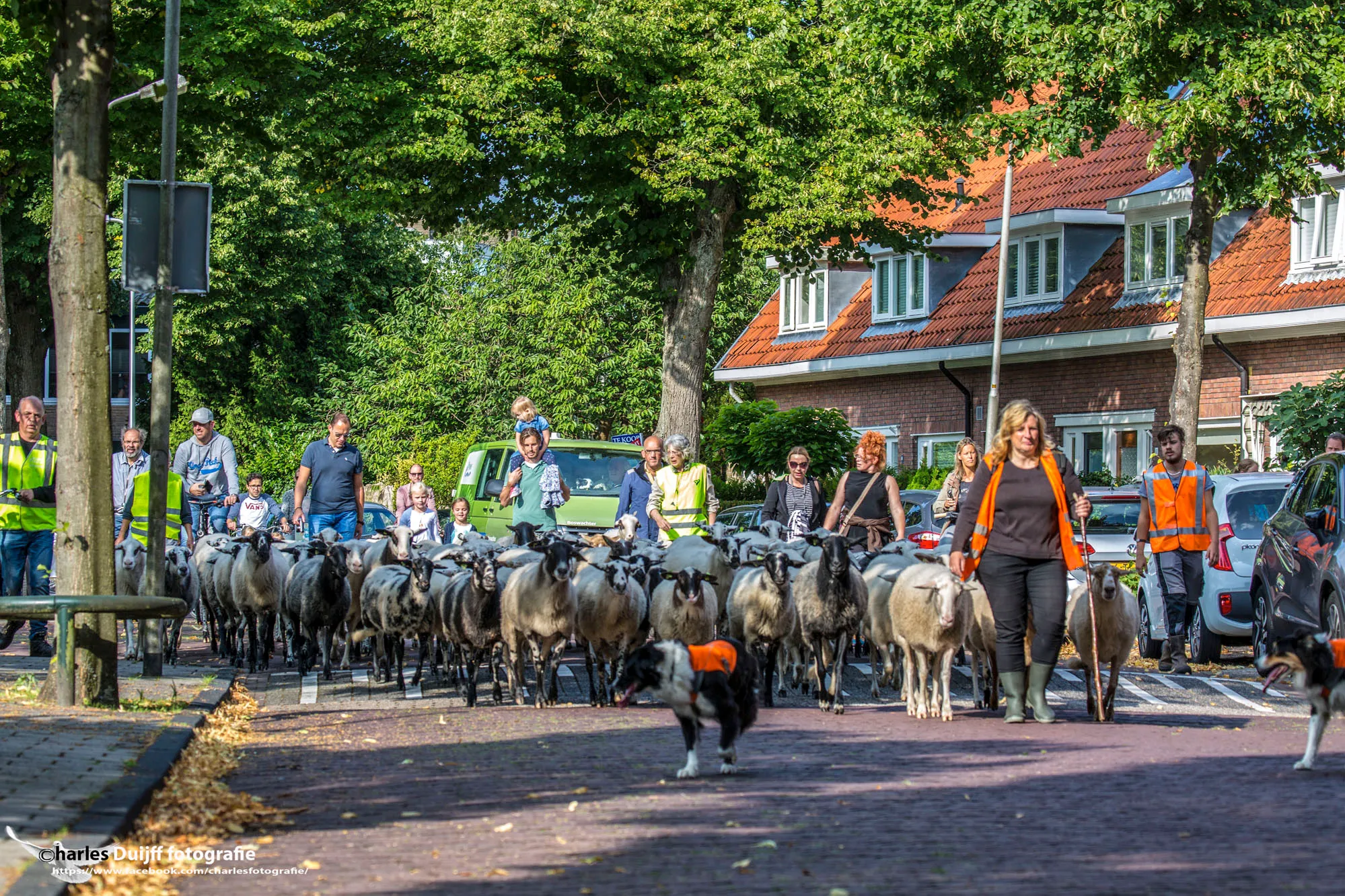 schapen rijnlaan