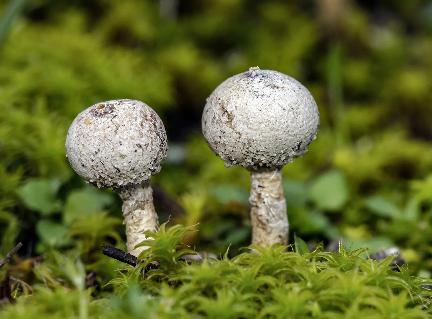 stuifbal sytske dijksen kopieren